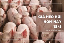 Giá heo hơi hôm nay 18/5 duy trì đà tăng từ 1.000 đồng/kg đến 2.000 đồng/kg ở ba miền