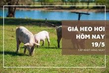 Ngày 19/5, giá heo hơi trong tuần sau duy trì đà tăng trên cả nước?