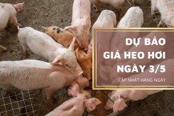 Dự báo giá heo hơi ngày 3/5, nhiều tỉnh, thành sẽ điều chỉnh tăng?