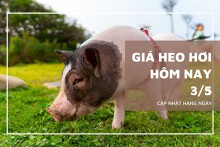 Giá heo hơi tăng ở một vài địa phương miền Nam ngày 3/5
