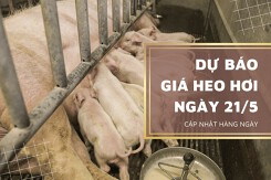 Dự báo giá heo hơi ngày 21/5 sẽ có xu hướng tăng nhẹ?