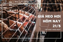 Giá heo hơi ngày 21/5 duy trì đà tăng, cao nhất 68.000 đồng/kg