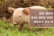 Dự báo giá heo hơi ngày 22/5 tiếp đà tăng trên diện rộng?