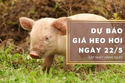 Dự báo giá heo hơi ngày 22/5 tiếp đà tăng trên diện rộng?