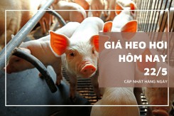 Giá heo hơi hôm nay 22/5 duy trì đà tăng ở cả ba miền