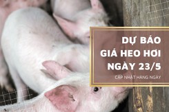 Thị trường ngày 23/5, dự báo giá heo hơi sẽ tiếp tục tăng cao?