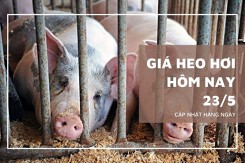 Ngày 23/5, giá heo hơi tiếp đà đi lên trên cả nước