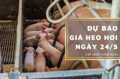 Dự báo giá heo hơi 24/5, xu hướng tăng vẫn tiếp diễn?