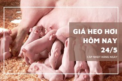 Giá heo hơi ngày 24/5 tiếp tục tăng mạnh đến 3.000 đồng/kg, ghi nhận mức cao mới