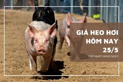 Giá heo hơi hôm nay 25/5 duy trì xu hướng đi lên trên cả nước