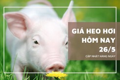 Ngày 26/5, giá heo hơi trong tuần sau sẽ tiếp tục tăng mạnh?