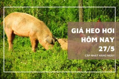 Giá heo hơi đầu tuần 27/5, tiếp đà tăng từ 1.000 đồng/kg đến 2.000 đồng/kg