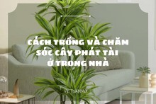Hướng dẫn cách chăm sóc cây phát tài trong nhà đơn giản