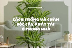 Hướng dẫn cách chăm sóc cây phát tài trong nhà đơn giản