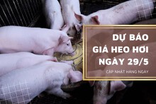 Ngày 29/5, dự báo giá heo hơi tiếp đà tăng ở các địa phương?