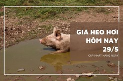 Giá heo hơi ngày 29/5 duy trì đà tăng, cao nhất 70.000 đồng/kg