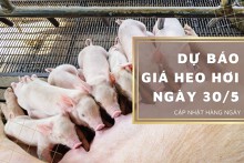 Dự báo giá heo hơi ngày 30/5 duy trì xu hướng đi lên?
