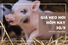 Giá heo hơi ngày 30/5 biến động tương đối nhẹ