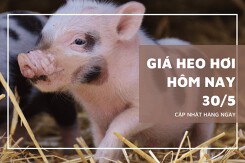 Giá heo hơi ngày 30/5 biến động tương đối nhẹ