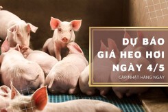 Dự báo giá heo hơi ngày 4/5 duy trì đà tăng nhẹ?