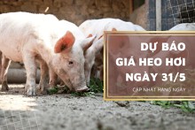 Dự báo giá heo hơi sẽ đi ngang vào đầu phiên 31/5?