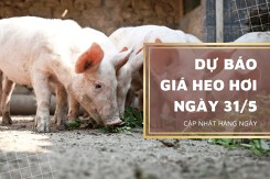 Dự báo giá heo hơi sẽ đi ngang vào đầu phiên 31/5?