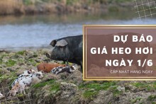 Dự báo giá heo hơi 1/6 tiếp đà đi lên ở nhiều nơi?