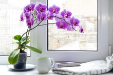 Cách chăm sóc Lan Hồ Điệp trong nhà khỏe mạnh, tươi lâu