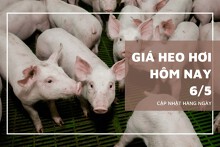 Phiên đầu tuần 6/5, giá heo hơi tăng rải rác 1.000 đồng/kg