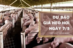 Dự báo giá heo hơi sẽ tăng tại nhiều tỉnh, thành trong ngày 7/5?