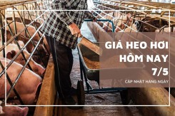 Ngày 7/5, giá heo hơi tăng tại nhiều địa phương ở ba miền