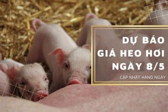 Dự báo giá heo hơi trên thị trường tiếp đà tăng ngày 8/5?