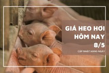 Ngày 8/5, giá heo hơi tiếp tục tăng 1.000 đồng/kg tại hai miền Bắc, Trung