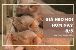Ngày 8/5, giá heo hơi tiếp tục tăng 1.000 đồng/kg tại hai miền Bắc, Trung