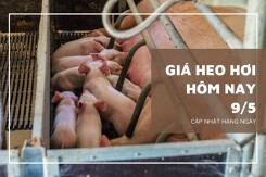 Ngày 9/5, giá heo hơi tiếp đà tăng 1.000 đồng/kg