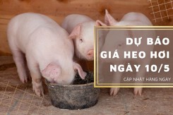 Dự báo giá heo hơi ngày 10/5 tiếp đà tăng ở nhiều nơi?