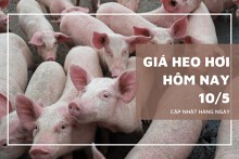 Giá heo hơi ngày 10/5, tăng cao nhất 2.000 đồng/kg