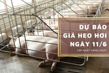 Dự báo giá heo hơi ngày 11/6 tiếp tục đứng yên trên diện rộng?