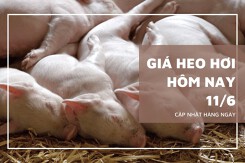 Giá heo hơi hôm nay 11/6 biến động trái chiều từ 1.000 đồng/kg đến 2.000 đồng/kg