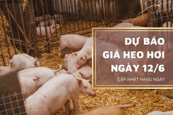 Thị trường ngày 12/6, dự báo giá heo hơi sẽ lặng sóng?