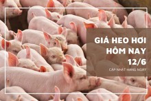 Giá heo hơi 12/6 ổn định, thấp nhất ở mức 65.000 đồng/kg