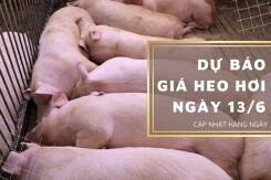 Ngày 13/6, dự báo giá heo hơi có xu hướng đứng yên?