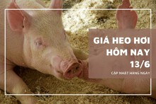 Giá heo hơi tăng giảm trái chiều, cao nhất 71.000 đồng/kg vào phiên 13/6