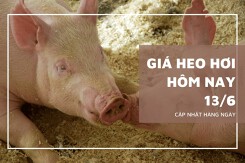 Giá heo hơi tăng giảm trái chiều, cao nhất 71.000 đồng/kg vào phiên 13/6