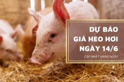 Dự báo giá heo hơi ngày 14/6, nhiều tỉnh thành tiếp tục biến động không đồng nhất?