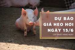 Ngày 15/6, dự báo giá heo hơi tiếp tục điều chỉnh không đồng nhất?