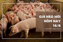 Giá heo hơi ngày 16/6, dự đoán tuần sau vẫn điều chỉnh trái chiều?