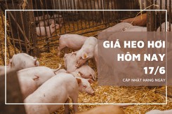 Đầu tuần 17/6, giá heo hơi tiếp đà giảm 1.000 đồng/kg, cao nhất 71.000 đồng/kg
