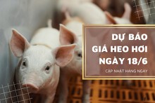Dự báo giá heo hơi tiếp tục có xu hướng giảm trong ngày 18/6?