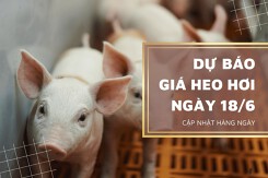 Dự báo giá heo hơi tiếp tục có xu hướng giảm trong ngày 18/6?